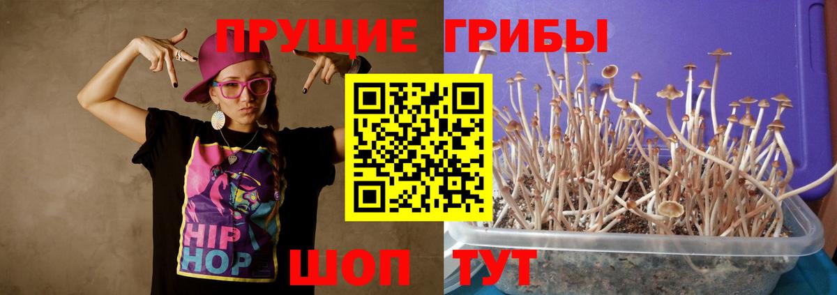 Новочебоксарск  Псилоцибиновые грибы Psilocybine cubensis  Вход с VPN 